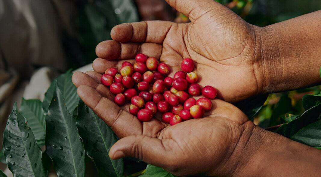 Zrnková nebo mletá káva: Jak si dopřát ten nejlepší kávový zážitek?