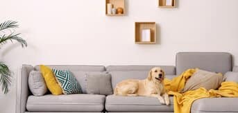 Pies leżący na kanapie