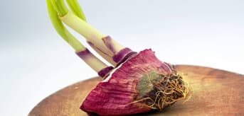 Cebula rosnąca z cebuli