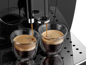 カラテア・マグニフィカ 5925-277-