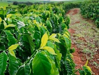 Everything Starts with the Coffee Plant