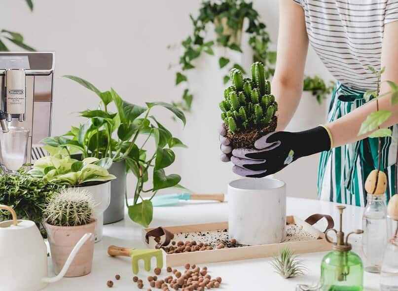 Fusy z kawy do domowych kwiatów i ogrodu, czyli jak przedłużyć życie pysznej kawy